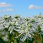 Euphorbia Marginata Pursh Heat Resistant Ever Green Leaf Snow 50 PCS Seeds
