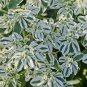 Euphorbia Marginata Pursh Heat Resistant Ever Green Leaf Snow 50 PCS Seeds