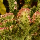 Euphorbia Lactea Perennial Succulent Its Shape is Peculiar 100 PCS Seeds