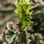 Euphorbia Lactea Perennial Succulent Its Shape is Peculiar 100 PCS Seeds