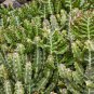 Euphorbia Lactea Perennial Succulent Its Shape is Peculiar 100 PCS Seeds