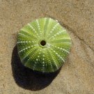 Euphorbia obesa Basketball Sea Urchin 2 PCS Seeds