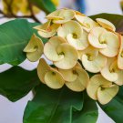 Euphorbia Milii Hybrid Middle Big Flowers Crown Of Thorns 100 PCS Seeds