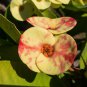 Euphorbia Milii Hybrid Middle Big Flowers Crown Of Thorns 100 PCS Seeds