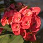Euphorbia Milii Hybrid Middle Big Flowers Crown Of Thorns 100 PCS Seeds