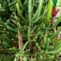 Euphorbia Lactea Perennial Succulent 100 PCS Seeds