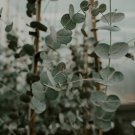 Eucalyptus globules Labill 5 PCS Seeds Eucalyptus globules Labill 5 PCS Seeds