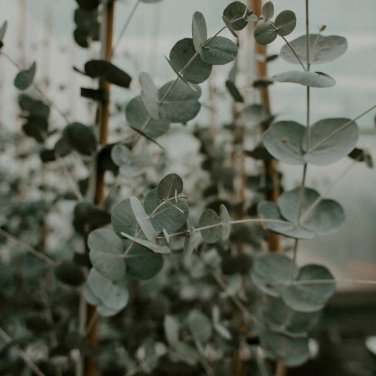 Eucalyptus globules Labill 5 PCS Seeds