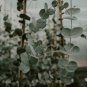 Eucalyptus globules Labill 5 PCS Seeds