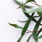 Eucalyptus globules Labill 5 PCS Seeds