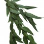 Eucalyptus globules Labill 5 PCS Seeds