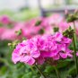 Geranium Fully Purple Double Petals Ball Typed Flowers 10 PCS Seeds
