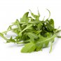 Eruca Salad Rocket Arugula Organic Vegetable 120 PCS Seeds