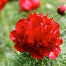 eony Double Flowering Fernleaf Peony Rubra Plena Garden 10 PCS Seeds eony Double Flowering Fernleaf Peony Rubra Plena Garden 10 PCS Seeds