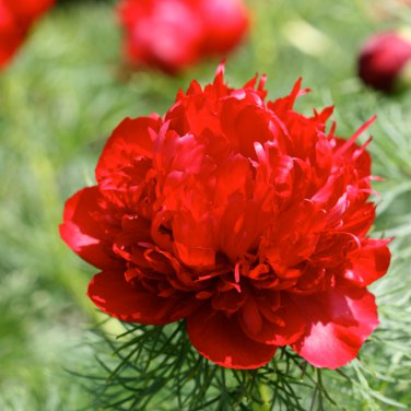 eony Double Flowering Fernleaf Peony Rubra Plena Garden 10 PCS Seeds