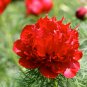 eony Double Flowering Fernleaf Peony Rubra Plena Garden 10 PCS Seeds