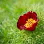 eony Double Flowering Fernleaf Peony Rubra Plena Garden 10 PCS Seeds