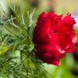 eony Double Flowering Fernleaf Peony Rubra Plena Garden 10 PCS Seeds