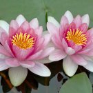 'Empress Wu' Red Lotus Flower Water Lily Flower Aquatic Plants DIY 1 PCS Seeds 'Empress Wu' Red Lotus Flower Water Lily Flower Aquatic Plants DIY 1 PCS Seeds