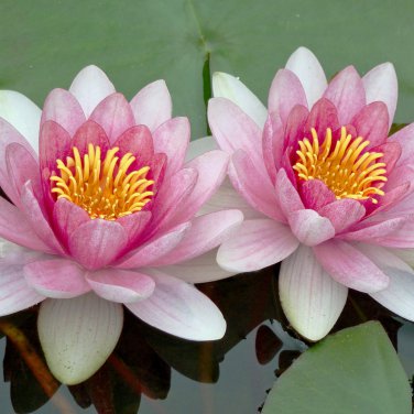 'Empress Wu' Red Lotus Flower Water Lily Flower Aquatic Plants DIY 1 PCS Seeds