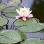 'Empress Wu' Red Lotus Flower Water Lily Flower Aquatic Plants DIY 1 PCS Seeds