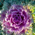English Purple Sprouting Broccoli Early Brassica Oleracea 50 PCS Seeds English Purple Sprouting Broccoli Early Brassica Oleracea 50 PCS Seeds