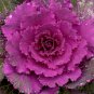English Purple Sprouting Broccoli Early Brassica Oleracea 50 PCS Seeds