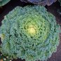 English Purple Sprouting Broccoli Early Brassica Oleracea 50 PCS Seeds
