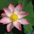 Emilia Pink Lotus Flower Nelumbo Nucifera 1 PCS Seeds