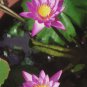 Emilia Pink Lotus Flower Nelumbo Nucifera 1 PCS Seeds