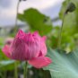 Emilia Pink Lotus Flower Nelumbo Nucifera 1 PCS Seeds