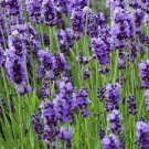 English Lavender Hidcote Lavandula angustifolia 100 PCS Seeds