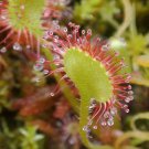 Enchantress Carnivorous Bonsai 100 PCS Seeds