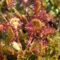 Enchantress Carnivorous Bonsai 100 PCS Seeds