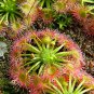 Enchantress Carnivorous Bonsai 100 PCS Seeds