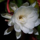 Epiphyllum Anguliger Fishbone Succulent Zig Zag Cactus Hanging 100 PCS Seeds Epiphyllum Anguliger Fishbone Succulent Zig Zag Cactus Hanging 100 PCS Seeds