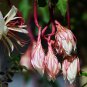 Epiphyllum Anguliger Fishbone Succulent Zig Zag Cactus Hanging 100 PCS Seeds