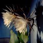Epiphyllum Anguliger Fishbone Succulent Zig Zag Cactus Hanging 100 PCS Seeds