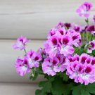 Elegant Purple Univalve Geranium 30 PCS Seeds
