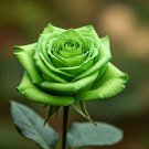 Elegant Big Blooming Green Rose Shrub 50 PCS Seeds