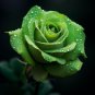 Elegant Big Blooming Green Rose Shrub 50 PCS Seeds