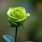 Elegant Big Blooming Green Rose Shrub 50 PCS Seeds