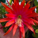 Epiphyllum Anguliger Fishbone Succulent Bonsai Flower Dark Red 100 PCS Seeds Epiphyllum Anguliger Fishbone Succulent Bonsai Flower Dark Red 100 PCS Seeds