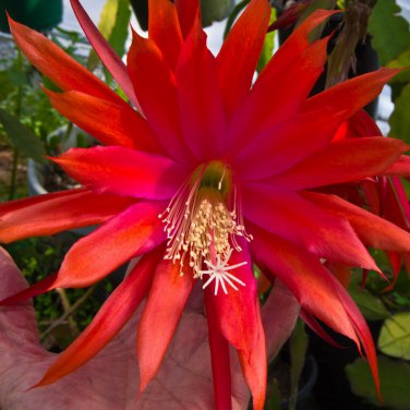 Epiphyllum Anguliger Fishbone Succulent Bonsai Flower Dark Red 100 PCS Seeds