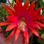 Epiphyllum Anguliger Fishbone Succulent Bonsai Flower Dark Red 100 PCS Seeds