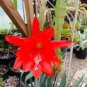 Epiphyllum Anguliger Fishbone Succulent Bonsai Flower Dark Red 100 PCS Seeds