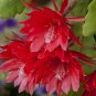 Epiphyllum Anguliger Fishbone Succulent Bonsai Flower Dark Red 100 PCS Seeds