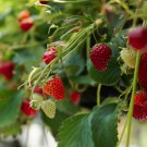 Elan F1 Strawberry 100 PCS Seeds Elan F1 Strawberry 100 PCS Seeds