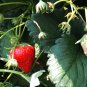 Elan F1 Strawberry 100 PCS Seeds