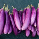Eggplant 'Fairy Tale' Purple Yellow Vegetable 200 PCS Seeds